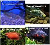 Аквариумные  рыбки