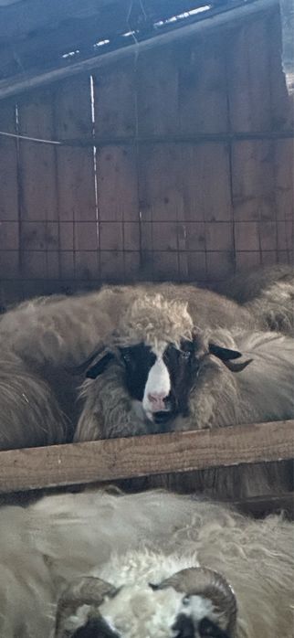 Vand urgent !!!Vand 15 oi breze ,mai multe detalii la telefo.