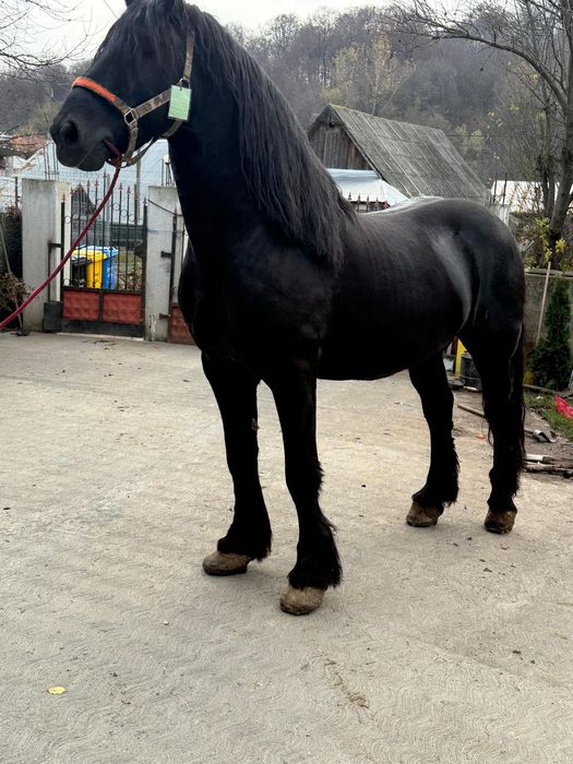 Vand armăsar in varsta de noua ani