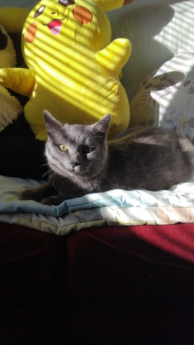 Британски късокосмест котарак