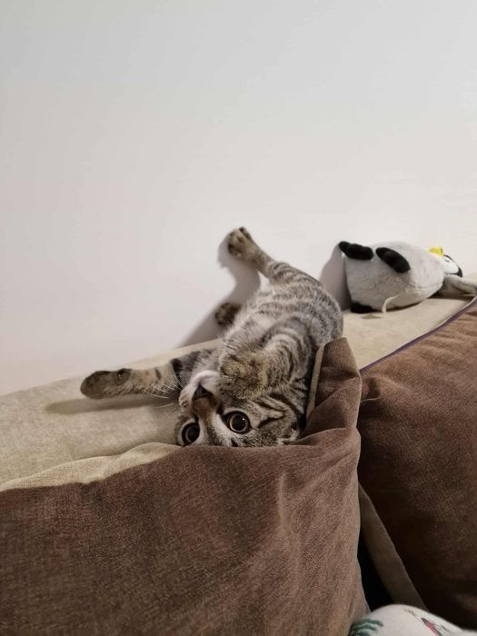 Ofer spre adoptie motan