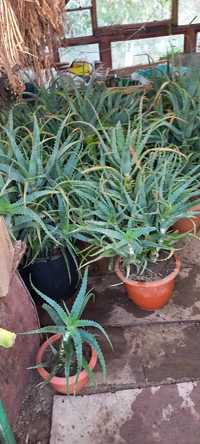 De vânzare plante Aloe Vera