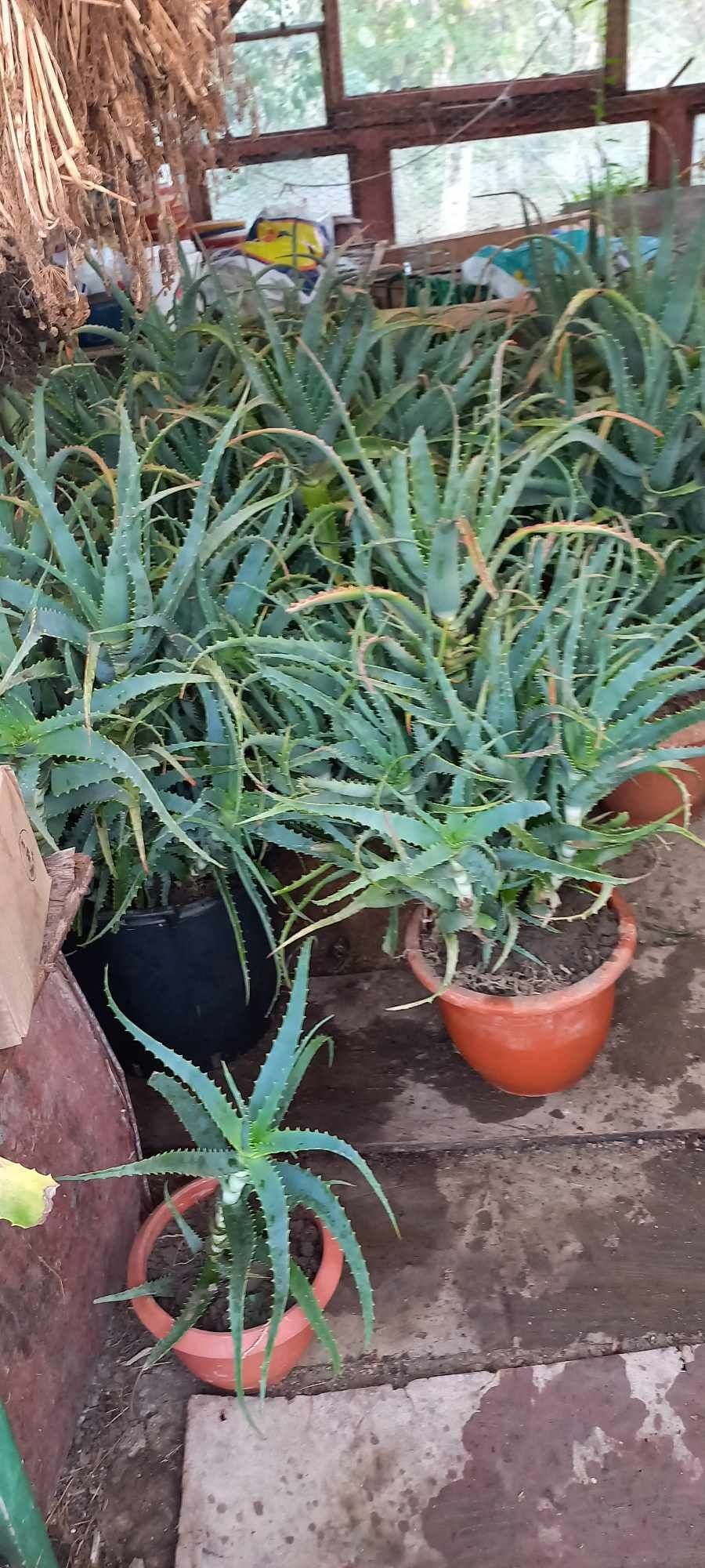 De vânzare plante Aloe Vera