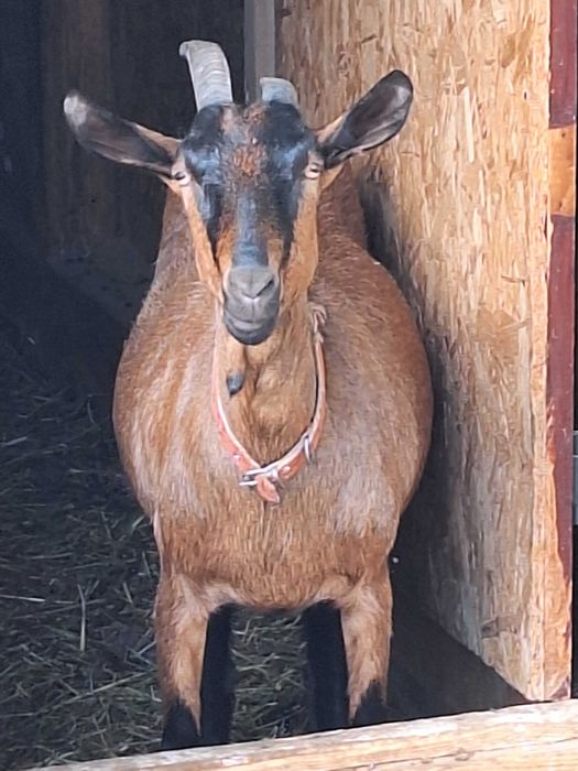 Vand capră alpină franceză