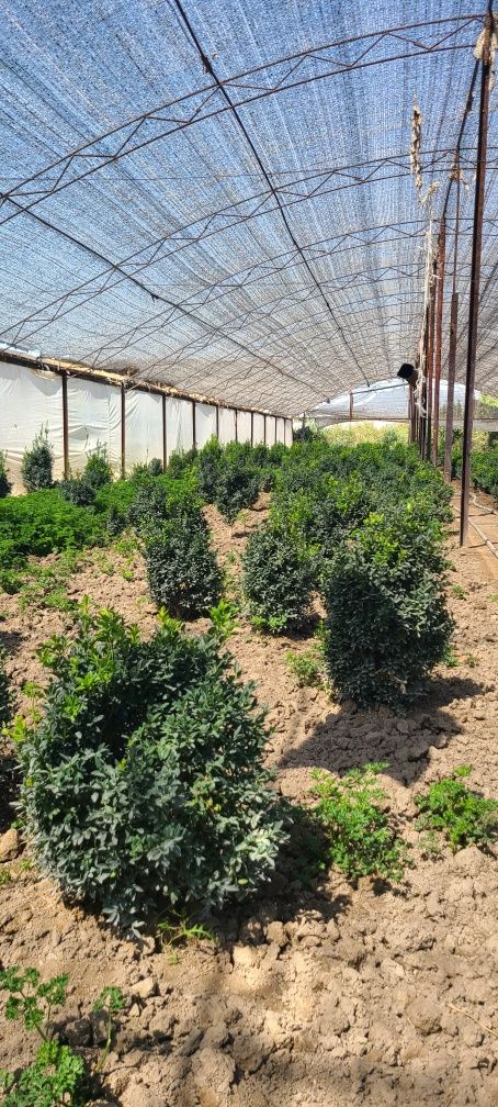 35000 Шамшод 5 йиллик