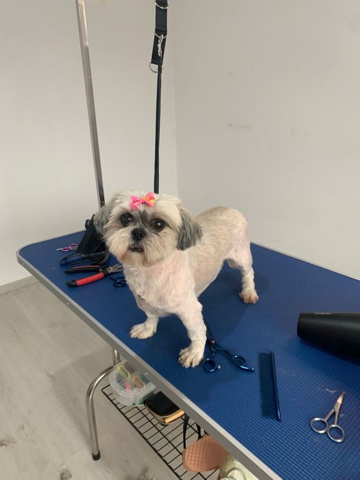 Servicii profesionale frizerie canina