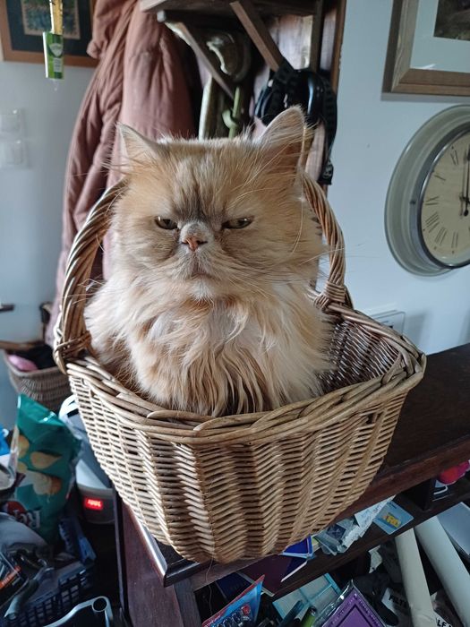 Персийска котка, свободна в добър дом.  Persian Cat free to good home