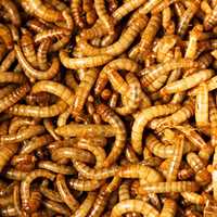 Viermi de faina (mealworms) hrana pentru reptile, arici, pasari,pesti