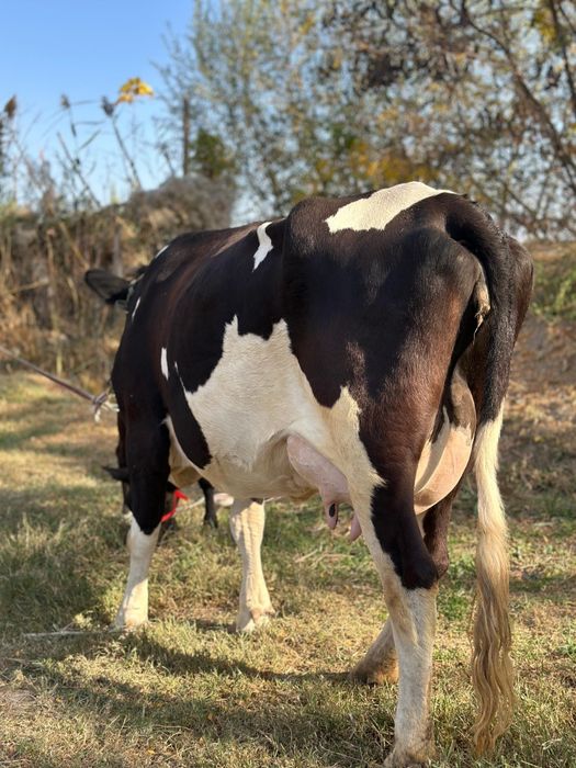 Пародный дәу ірі 2 тума бзаулы сиыр желіні жұмсақ сүті қою .