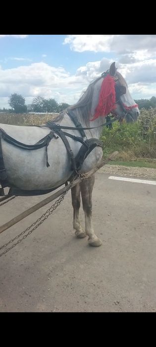 Vând cal  de 7 ani  cuminte