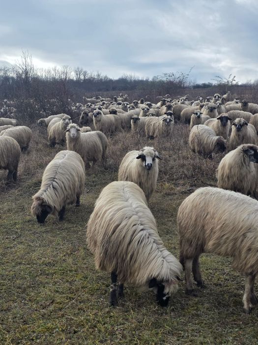 Oi turcane de vânzare .