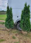 Plante Ornamentale