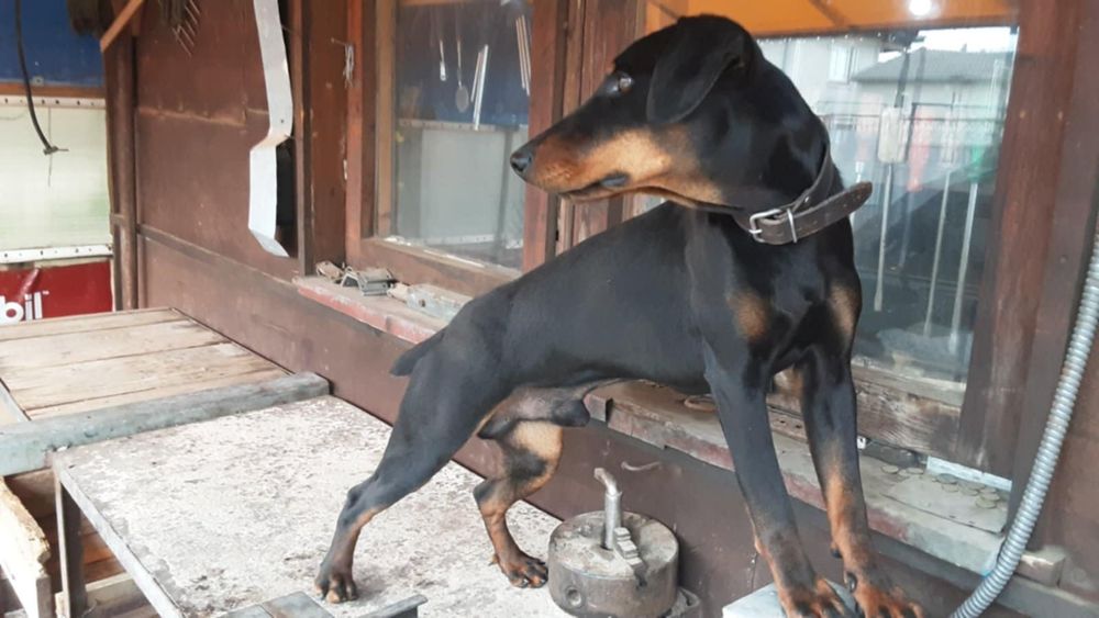 Ягтериери две женски на 6 месеца ваксинирани цена по 250 лв