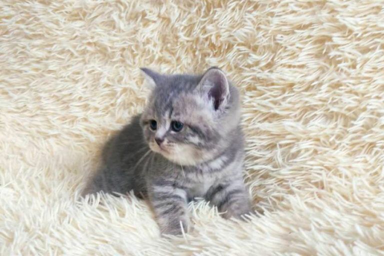 Шотландские прямоухие котята