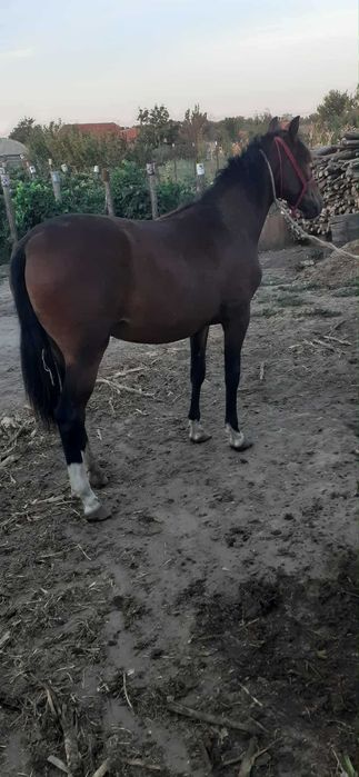 Vand Carlana cuminte