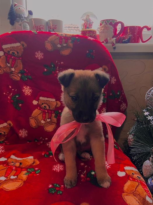 Бебе кученце, момиче