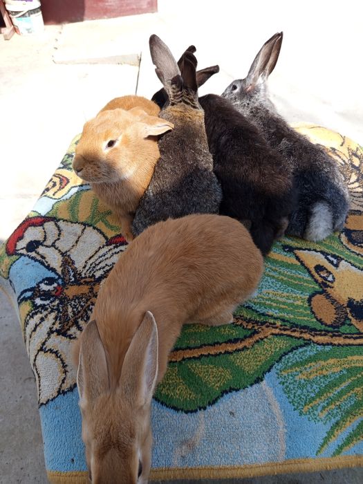 Осы кояндар сатылады