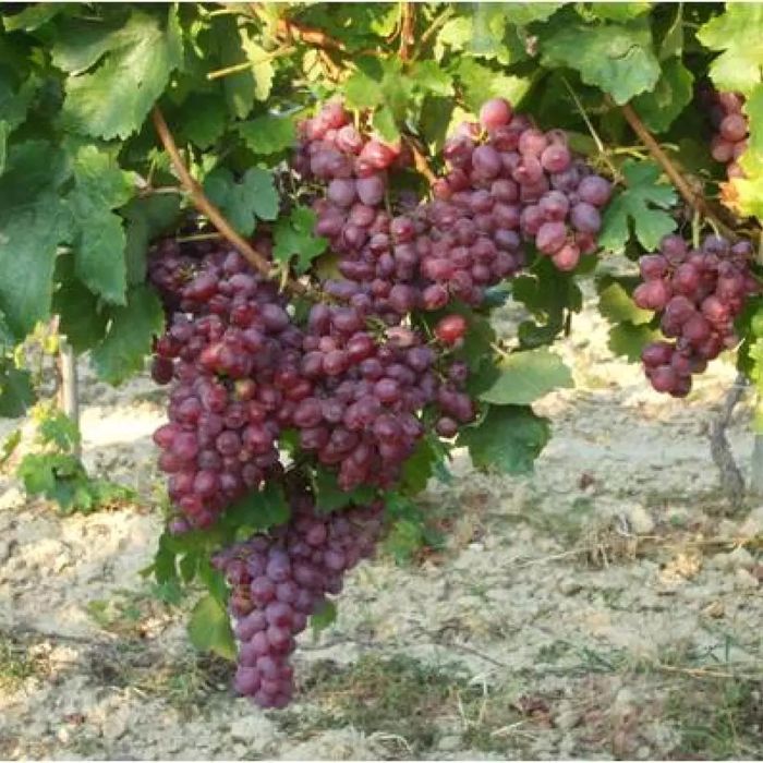 Vita de Vie Soiuri De Masa roze