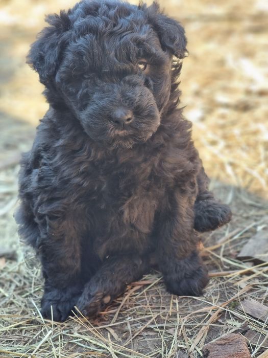 Disponibil Pumi Unguresc