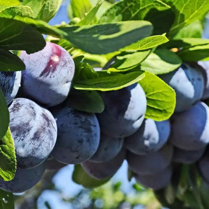Prune grase pentru țuică