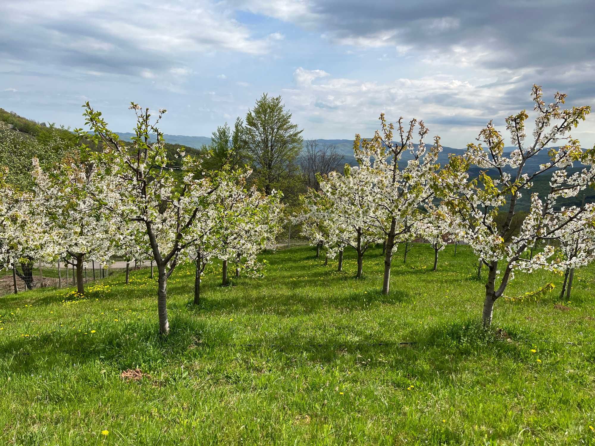 Vand livada de pomi fructiferi in zona Suncuius