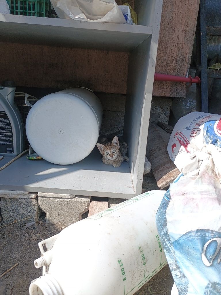 Подарявам женско коте