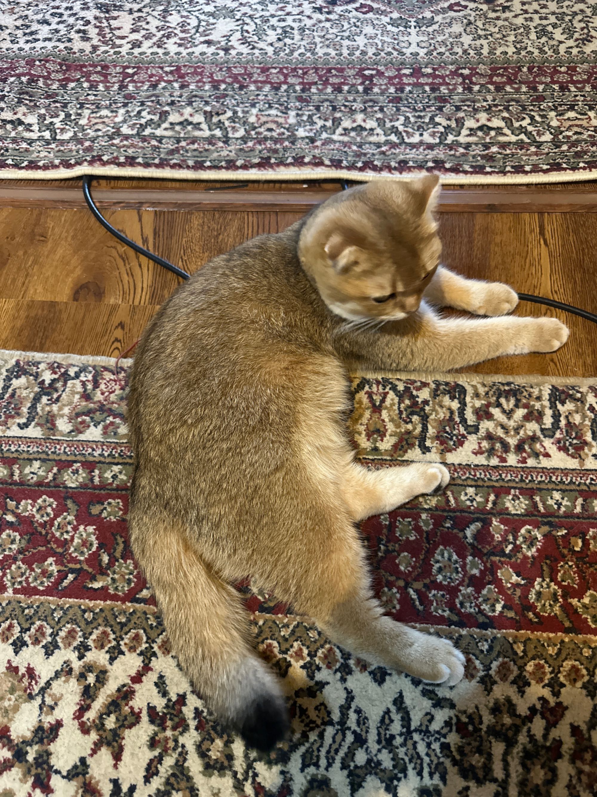Продается кошка Скотишфолд