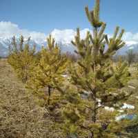 Продам хвойные деревья , лучшего качества в Алматы
