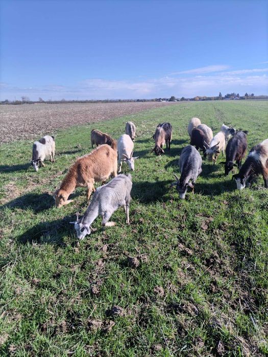 Vând 12 capre cu lapte și 1 tapv