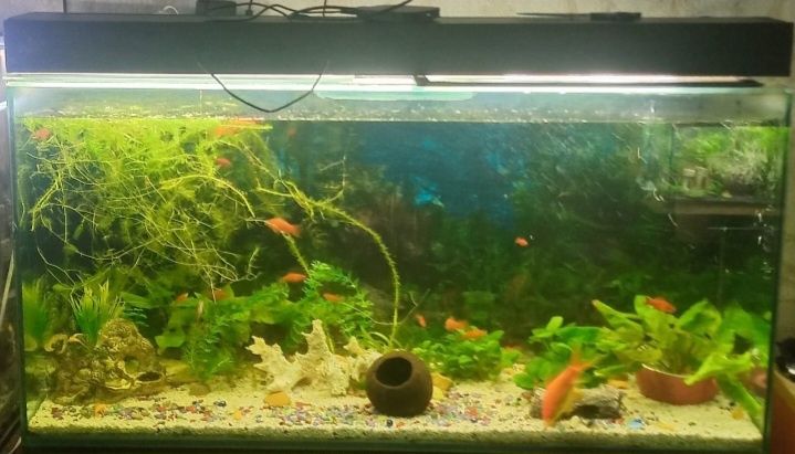 Продам аквариумы и рыб