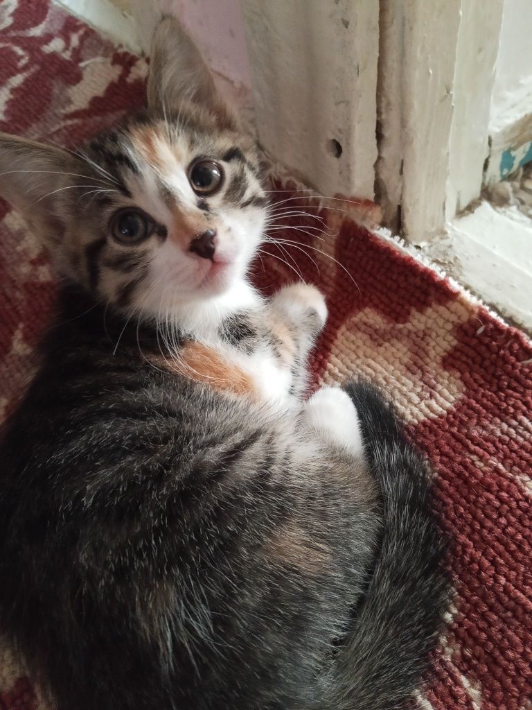 Отдаю котят в хорошие руки