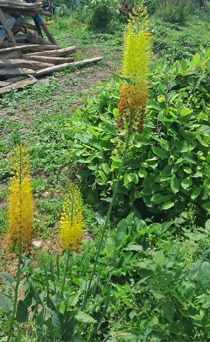 Еремурос в жълто