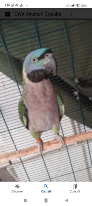 Vind papagalimarele alexander china maturi