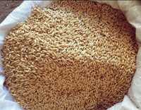 Ячмень пшеница кукуруза овёс Зерно