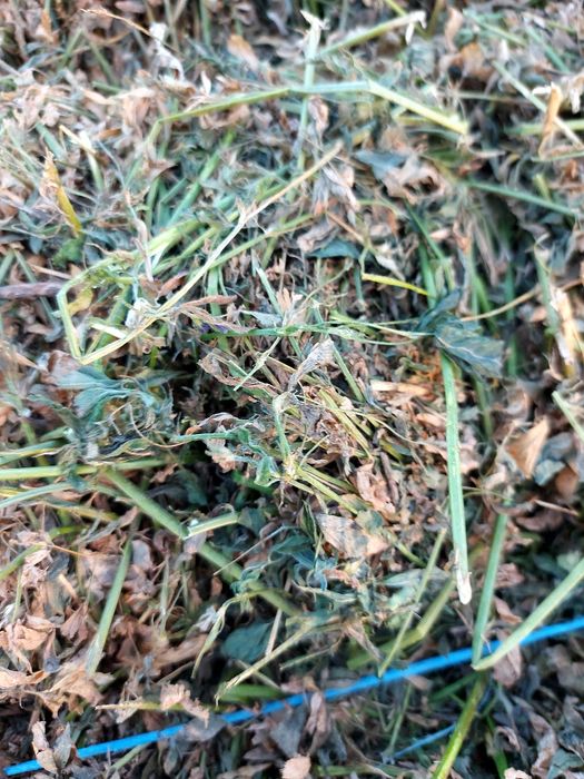 Baloți de lucernă și otravă