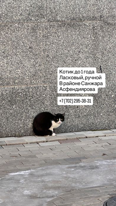 Котенок в добрые руки