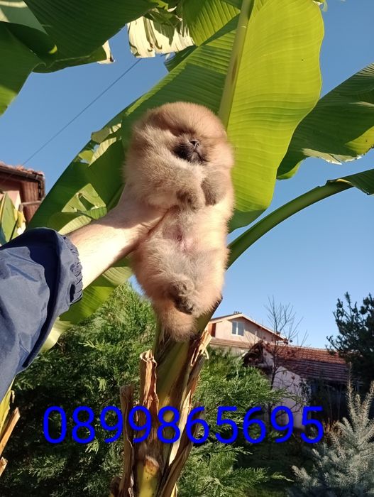 Мъжки Померани. Реални снимки!