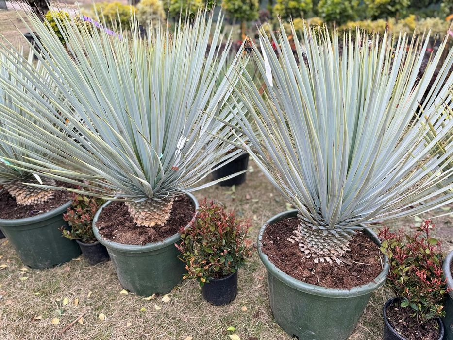 Palmieri, bonsai, pin, bambus, mandarin kumquat, yucca, pon pon, cycas