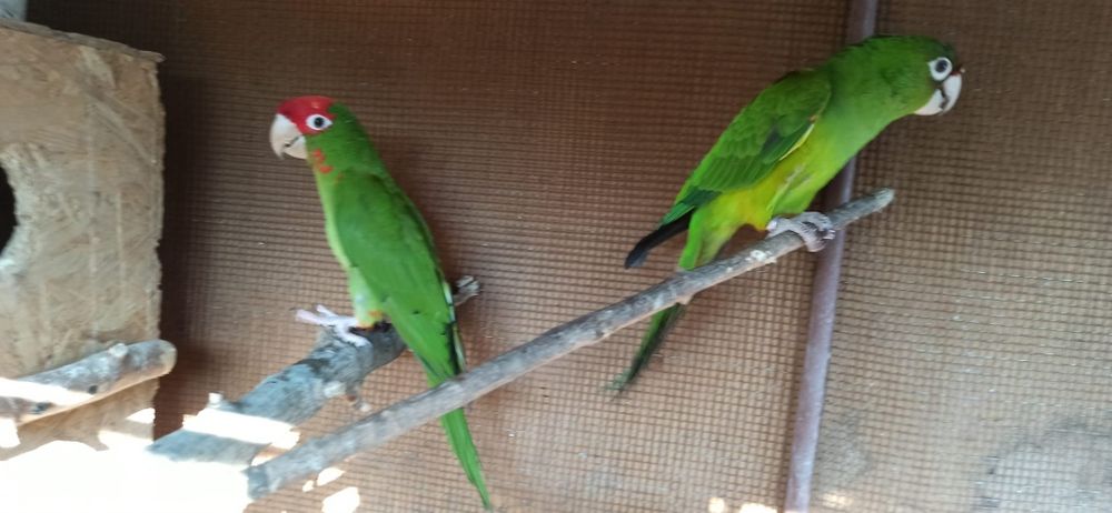 Vind papagalimarele alexander china maturi