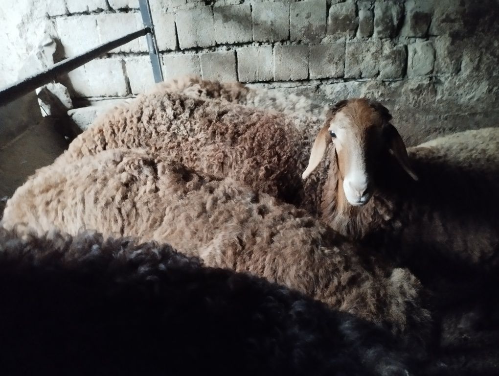 Qo'ylar sotiladi