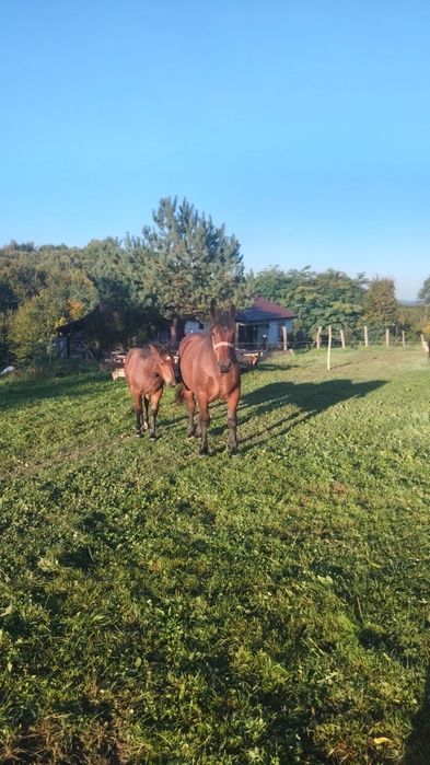 Vând mânz de 1 an si 5 luni