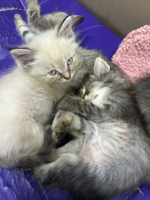 Добрые котята в добрые руки
