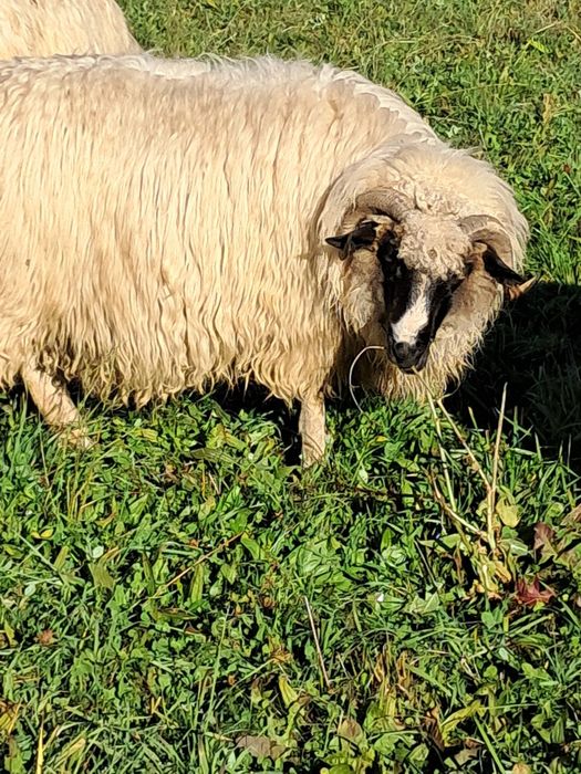 Oi de vânzare tinere