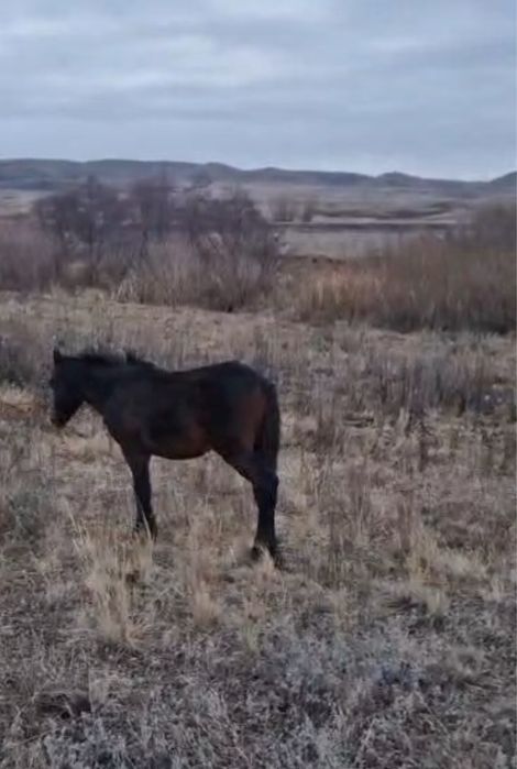 Жабағы сатылады еркек