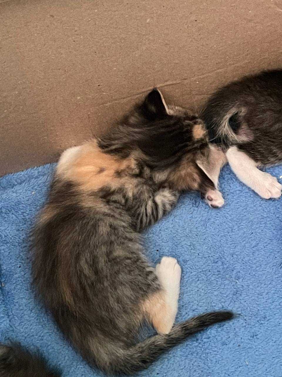Подарю котят в добрые руки