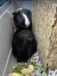 Porcusori de guineea + cusca si accesorii