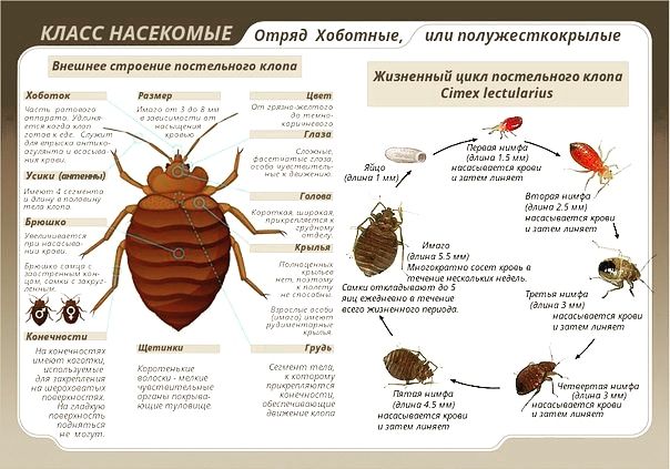 Дезинфекция Дезинсекция Клоп-Стоп Токта-Кандала Гарантия 100%