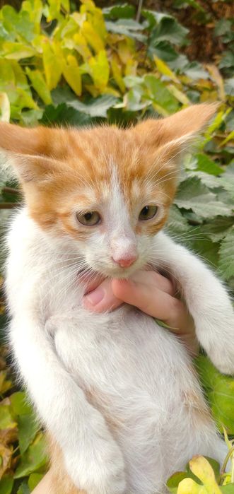 Отдам рыже-белого котёнка в добрые руки — мальчик, ласковый и игривый