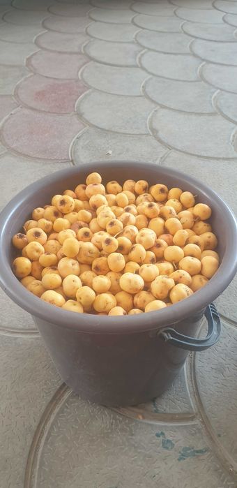 Продам боярку свежую