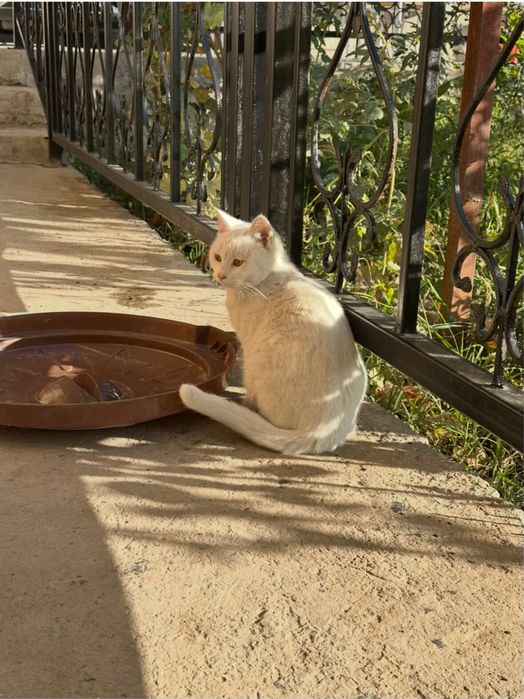 Кошка 8 месяцев